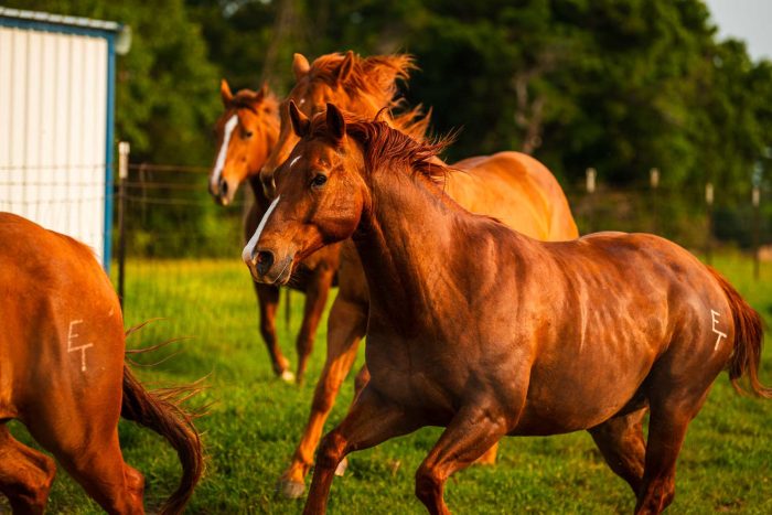 A few horses running in a field.