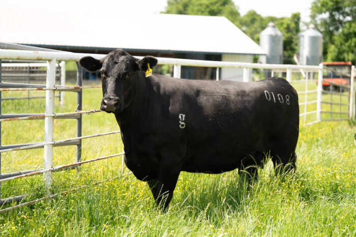 A black Angus cow standing in a grassy field near a white metal fence.