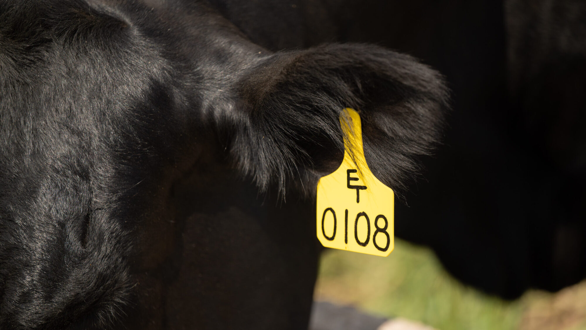 A close up photo of a black cow's ear with a yellow tag appended to it.